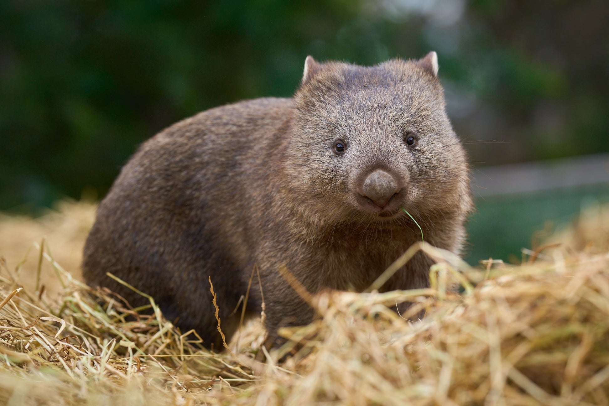 Bonorong Wildlife Sanctuary Gift Shop