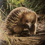 Bonorong : The Critters of Bonorong Wildlife Sanctuary