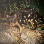 Bonorong : The Critters of Bonorong Wildlife Sanctuary