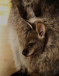 Bonorong : The Critters of Bonorong Wildlife Sanctuary