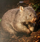 Bonorong : The Critters of Bonorong Wildlife Sanctuary